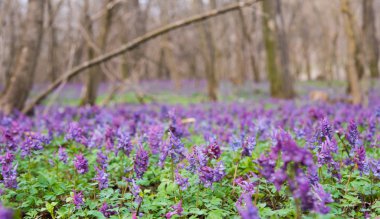 hollowroot mor çiçek