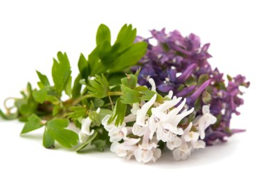 vahşi bahar çiçekleri