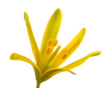 Sarı bahar çiçekleri