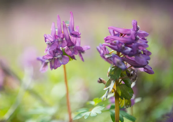 Purple flower of Hollowroot — Stock Photo, Image