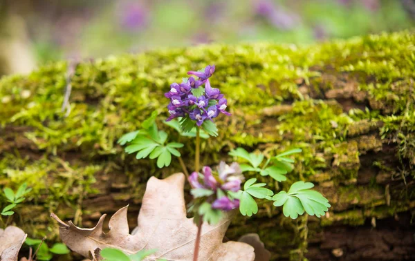 Lila blomma i hollowroot under våren — Stockfoto
