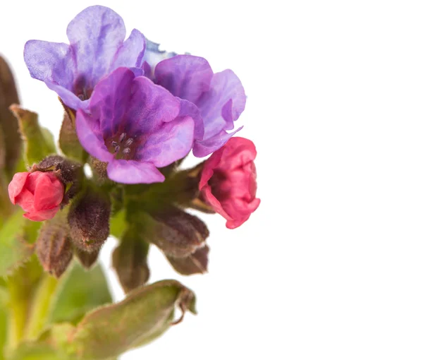 Flores selvagens da primavera — Fotografia de Stock