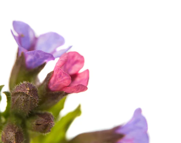 Wilde Frühlingsblumen — Stockfoto