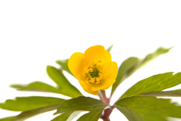 Flores amarelas da primavera — Fotografia de Stock