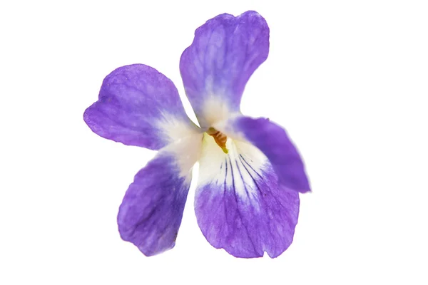 紫罗兰花隔离 — 图库照片