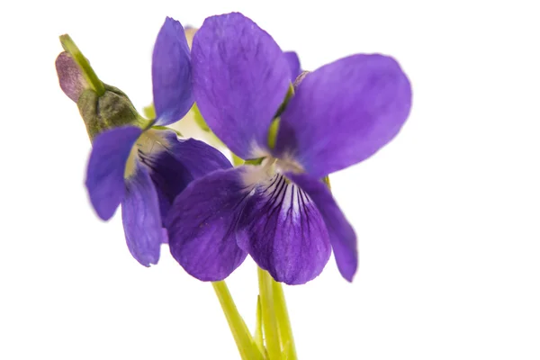 Violet flower isolated — Stock Photo, Image