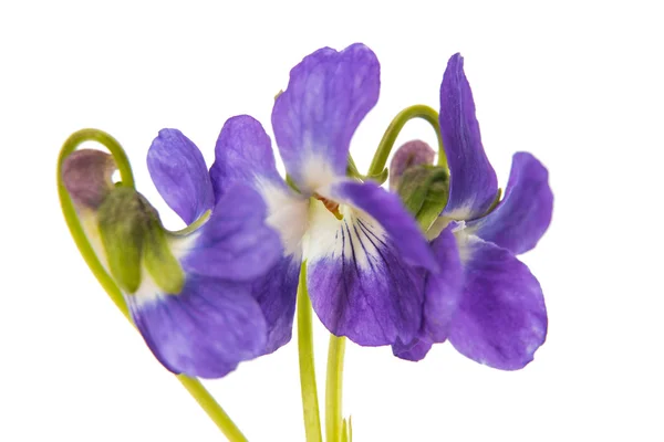 Veilchenblüte isoliert — Stockfoto