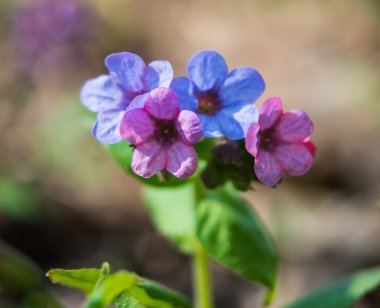 vahşi bahar çiçekleri