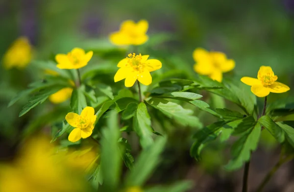 Flores selvagens da primavera — Fotografia de Stock