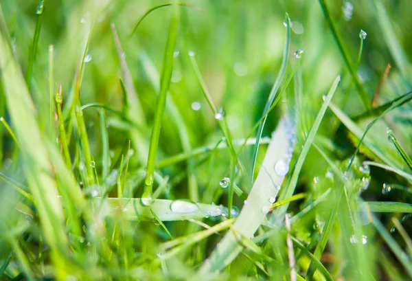 Fresh green grass — Stock Photo, Image