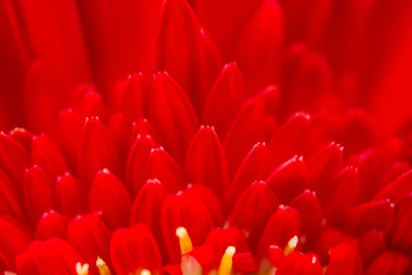 Gerberas rojas, fondo —  Fotos de Stock