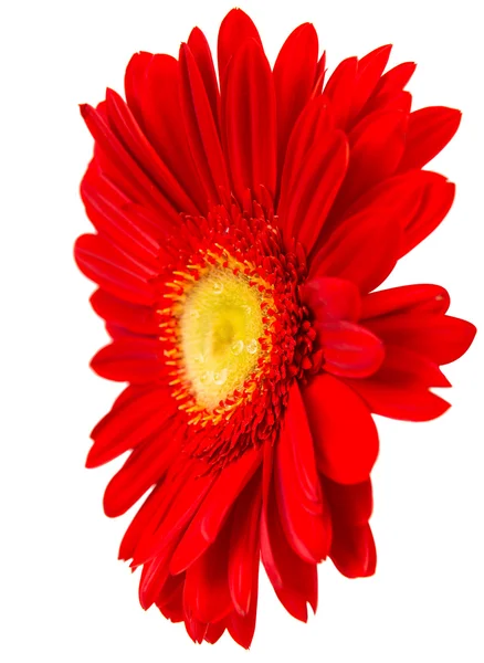 Vermelho Gerbera isolado — Fotografia de Stock