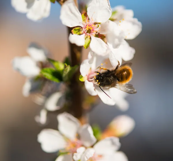 Blommande körsbärsträd gren med bee — Stockfoto