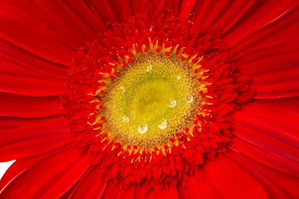 Czerwony gerbera, tło — Zdjęcie stockowe