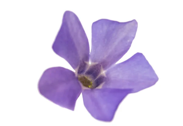 Pervinca dei fiori — Foto Stock