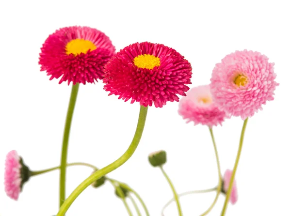 Marguerite geïsoleerd — Stockfoto