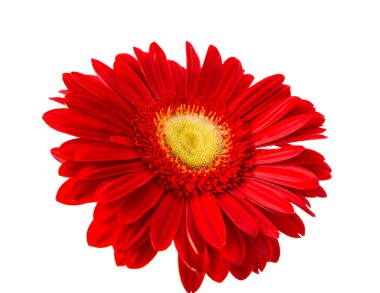 izole kırmızı gerbera