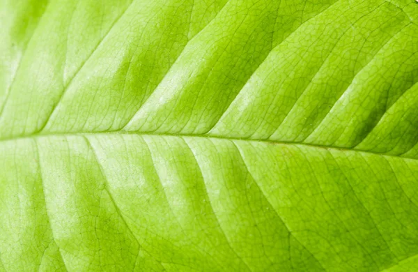 Close up of green leaf texture — Stock Photo, Image