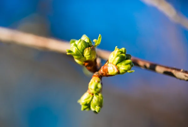 Botões de árvore na primavera — Fotografia de Stock