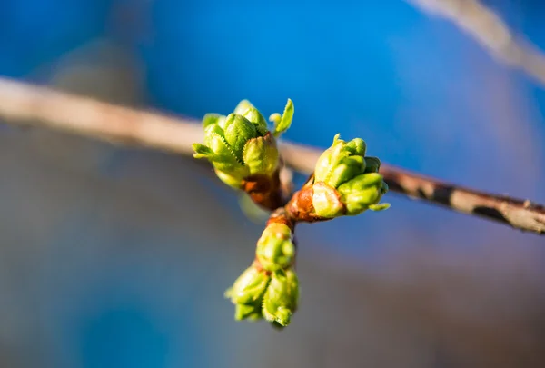 Bourgeons d'arbres au printemps — Photo