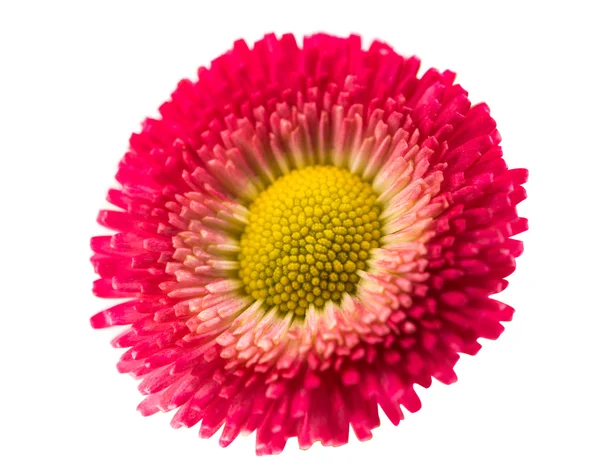 Marguerite isolated — Stock Photo, Image