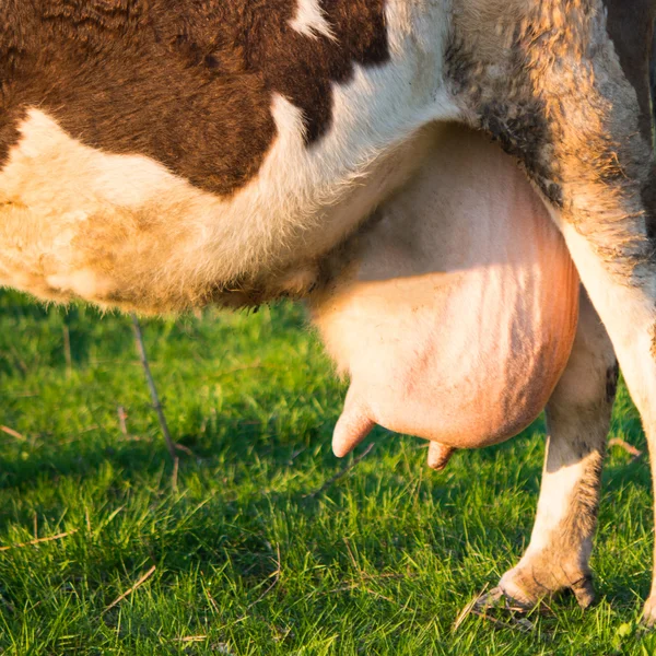 Udder de una vaca — Foto de Stock