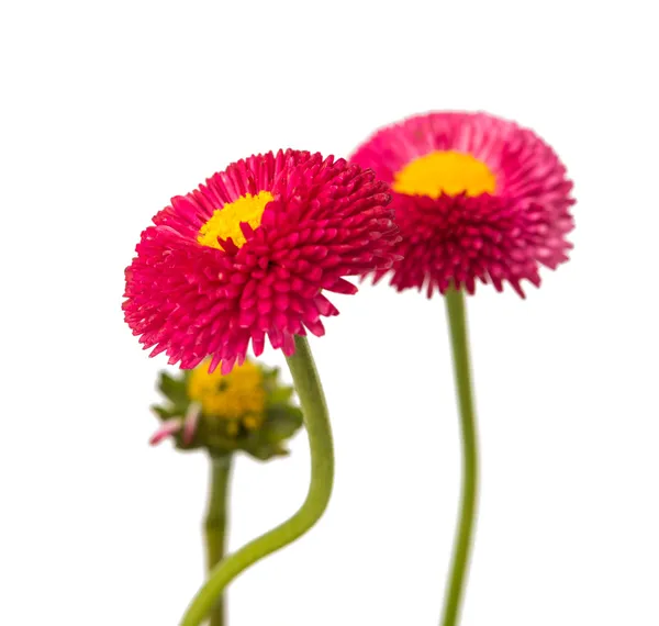 Marguerite geïsoleerd — Stockfoto