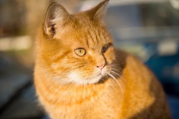 Bonito vermelho tabby gato — Fotografia de Stock