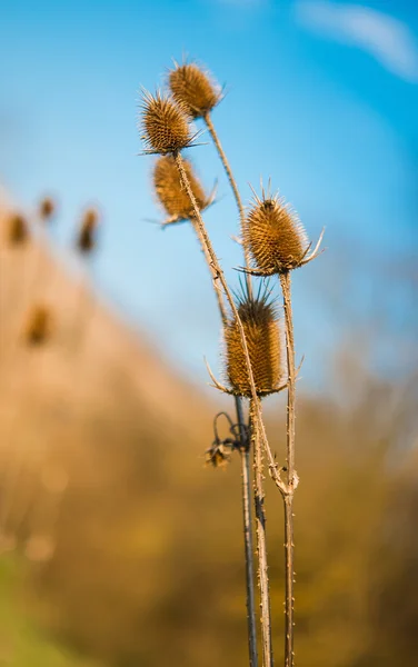 Droge distels in de zomer — Stockfoto