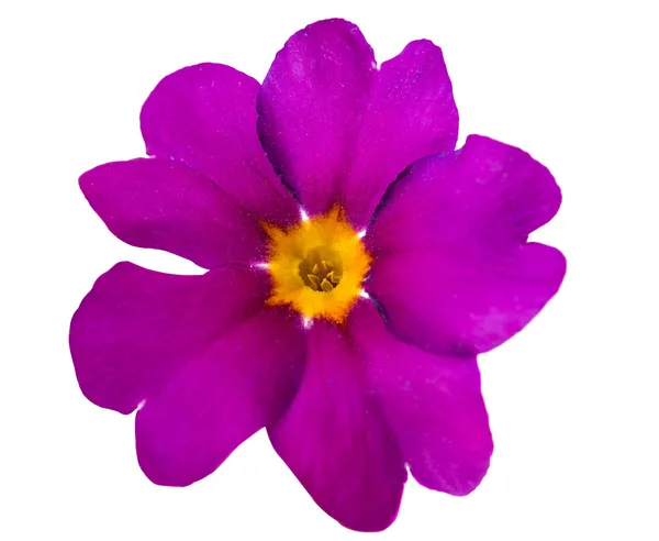 Фіалка, квітка, ізольовані — стокове фото