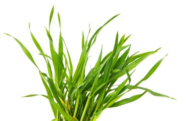 taze yeşil buğday çim izole