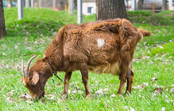 Goat grazing — Stock Photo, Image