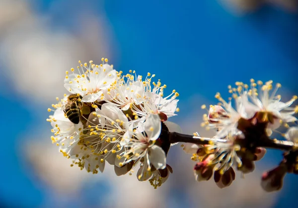 Våren blommande blommor gren — Stockfoto