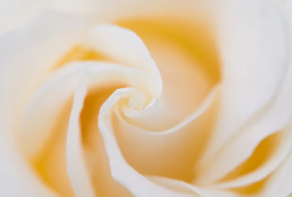 Schöne weiße Rose — Stockfoto