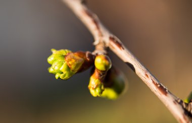 tree buds in spring clipart