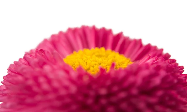 Marguerite isoliert — Stockfoto