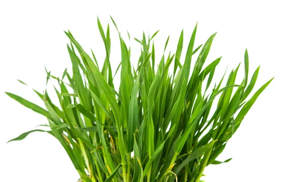 Fresh green wheat grass isolated — Stock Photo, Image