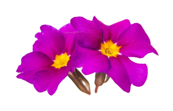 Фиолетовый, цветок изолированный — стоковое фото
