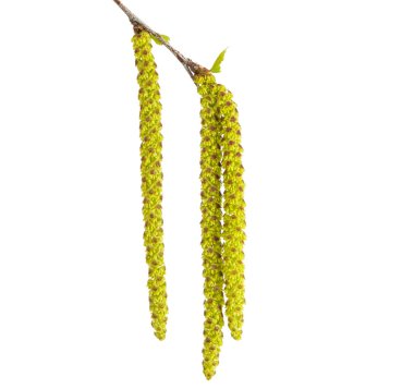 nuevas ramas de abedul con flor