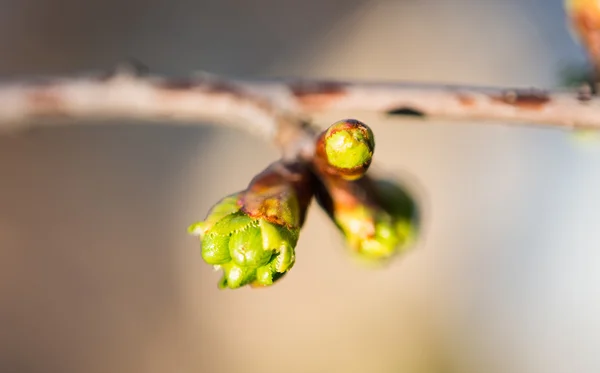 Brotes de árboles en primavera — Foto de Stock
