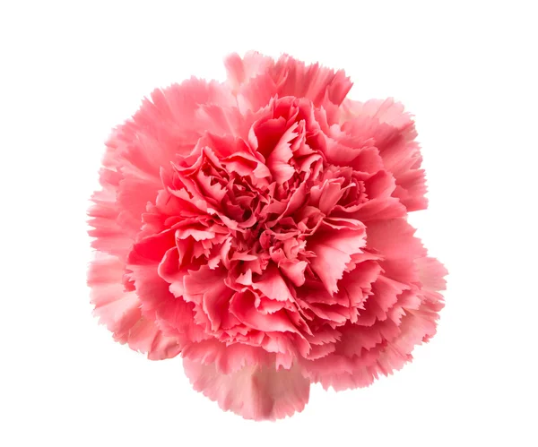 Pink carnation isolated — Stock Photo, Image