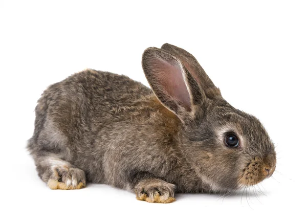 고립 된 토끼 — 스톡 사진