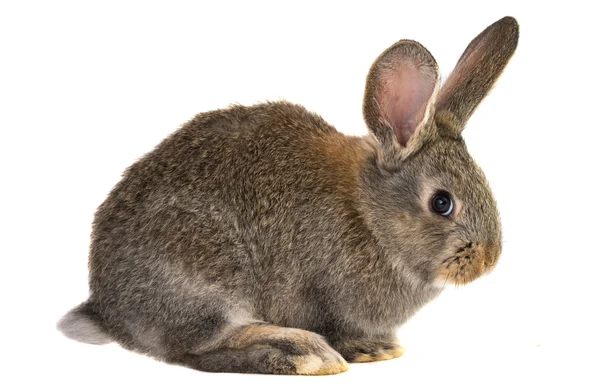 Rabbits isolated — Stock Photo, Image