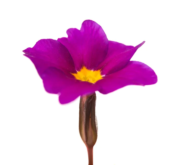 Violet, blomma isolerade — Stockfoto