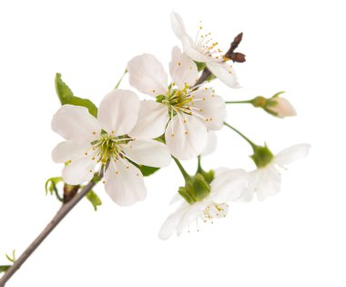 Çiçekli kiraz ağacı dalı