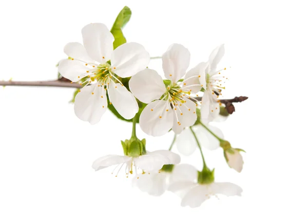 꽃이 달린 벚나무 가지 — 스톡 사진
