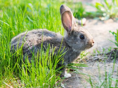 küçük gri tavşan