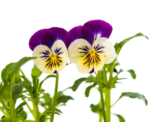 Flor de pantano — Foto de Stock