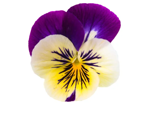 Панси-цветок — стоковое фото