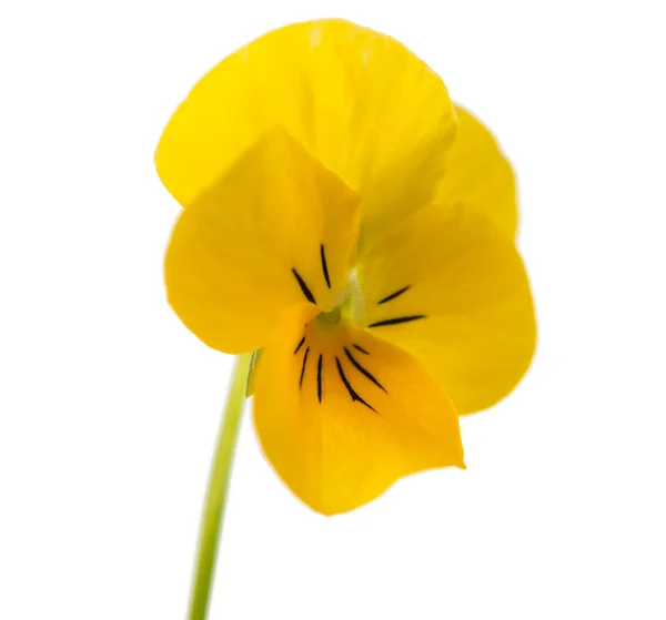 Pensé blomma — Stockfoto